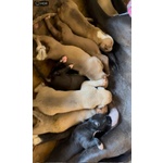 🐶 Pitbull femmina di 4 settimane (cucciolo) in vendita a Gela (CL) da privato