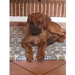 Ultimo Cucciolo Rhodesian Ridgeback