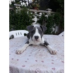 Allevamento Amstaff blu - Cuccioli con Pedigree - Foto n. 1