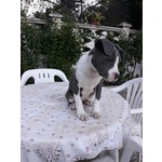 Allevamento Amstaff blu - Cuccioli con Pedigree - Foto n. 2