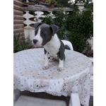 Allevamento Amstaff blu - Cuccioli con Pedigree - Foto n. 3