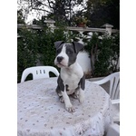 Allevamento Amstaff blu - Cuccioli con Pedigree - Foto n. 4