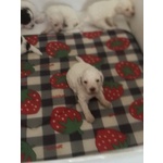 🐶 Lagotto Romagnolo femmina di 5 settimane (cucciolo) in vendita a Santa Maria a Monte (PI) da privato