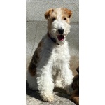 🐶 Fox Terrier di 1 anno e 7 mesi in vendita a Calvisano (BS) e in tutta Italia da privato