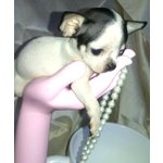 Chihuahua Cuccioli Disponibili
