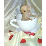 Chihuahua Cuccioli Disponibili - Foto n. 4