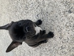 🐶 Bulldog Francese femmina di 2 mesi in vendita a Manerbio (BS) da privato