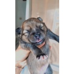 🐶 Spitz Tedesco nano femmina di 4 settimane (cucciolo) in vendita a Pontecorvo (FR) e in tutta Italia da privato