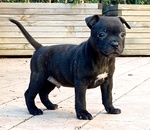 Staffordshire bull Terrier - Foto n. 2