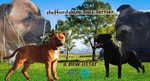 Staffordshire bull Terrier - Foto n. 3