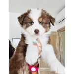 🐶 Australian Shepherd di 1 anno e 9 mesi in vendita a Sassari (SS) e in tutta Italia da privato