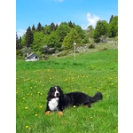 Bovaro del Bernese