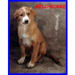 Melchiorre Cucciolo 8 mesi Taglia Media Ancora Nessuna Richiesta - Foto n. 1