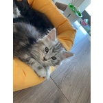 Cuccioli Maine Coon - Foto n. 4