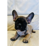 🐶 Bulldog Francese maschio di 3 mesi in vendita a Milano (MI) e in tutta Italia da privato
