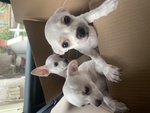 3 Chihuahua Cercano Casa - Foto n. 1