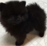 🐶 Volpino Pomerania femmina di 5 settimane (cucciolo) in vendita a Cavour (TO) e in tutta Italia da privato