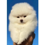 🐶 Volpino Pomerania maschio di 5 settimane (cucciolo) in vendita a Cavour (TO) da privato