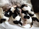 Cuccioli di Bassethound di alta Genealogia