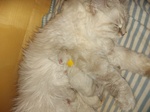 Cuccioli di Gatto Siberiano Ipoallergenico - Foto n. 2