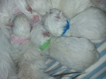 Cuccioli di Gatto Siberiano Ipoallergenico - Foto n. 3