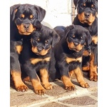 Cuccioli rottweiler