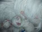 Cuccioli di gatto Siberiano ipoallergenico
