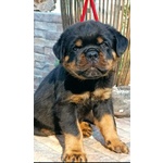 Cuccioli Rottweiler - Foto n. 2