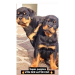 Cuccioli Rottweiler - Foto n. 3