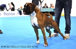 Boxer Cuccioli e Cuccioloni Vendo a Padova e Bologna - Foto n. 4