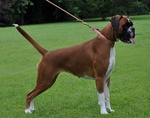 Boxer Cuccioli e Cuccioloni Vendo a Padova e Bologna - Foto n. 8