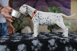 Splendidi Cuccioli Dalmata con Prestigioso Pedigree