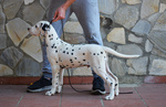 Splendidi Cuccioli Dalmata con Prestigioso Pedigree - Foto n. 5