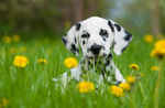 Splendidi Cuccioli Dalmata con Prestigioso Pedigree - Foto n. 6