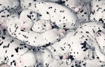 Splendidi Cuccioli Dalmata con Prestigioso Pedigree - Foto n. 7