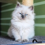 Cuccioli di Gatto Siberiano - Foto n. 5