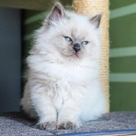 Cuccioli di Gatto Siberiano - Foto n. 6