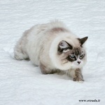Cuccioli di Gatto Siberiano - Foto n. 7