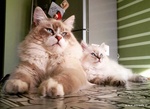 Cuccioli di Gatto Siberiano - Foto n. 8