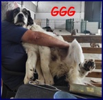 Ggg Cucciolone poco più di 1 anno Gigante Dolce e Coccolone - Foto n. 1
