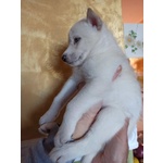 Cuccioli Siberian Husky - Foto n. 7