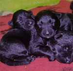 Cuccioli Pastore Tedesco a pelo Lungo neri e Grigi - Foto n. 4