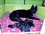 Cuccioli Pastore Tedesco a pelo Lungo neri e Grigi - Foto n. 7