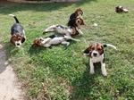 Cuccioli beagle tricolore
