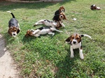 Cuccioli Beagle Tricolore