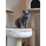 🐱 British maschio di 2 anni e 1 mese in vendita a Mariano Comense (CO) e in tutta Italia da privato