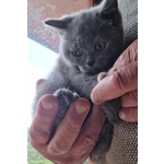 Cuccioli British Shorthair Pedigree Anfi - Foto n. 3