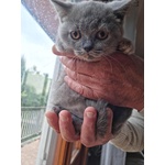 Cuccioli British Shorthair Pedigree Anfi - Foto n. 4