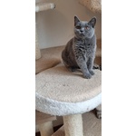 Cuccioli British Shorthair Pedigree Anfi - Foto n. 6