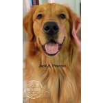 🐶 Golden Retriever maschio di 3 anni e 5 mesi in accoppiamento a Torino (TO) e in tutta Italia da privato